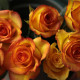 Schnittblumen Rosen orangerot